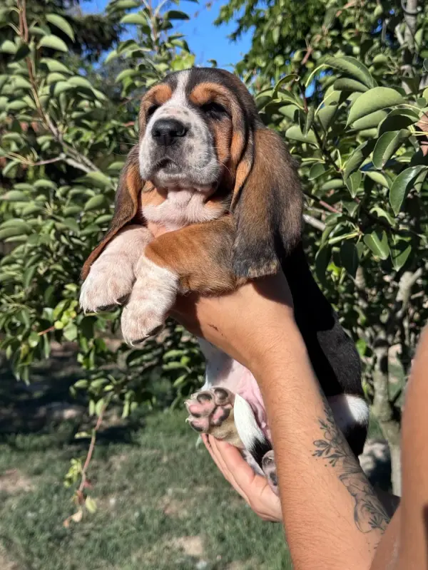 Portée de Basset hound, élevage Du Berceau de Bfamily