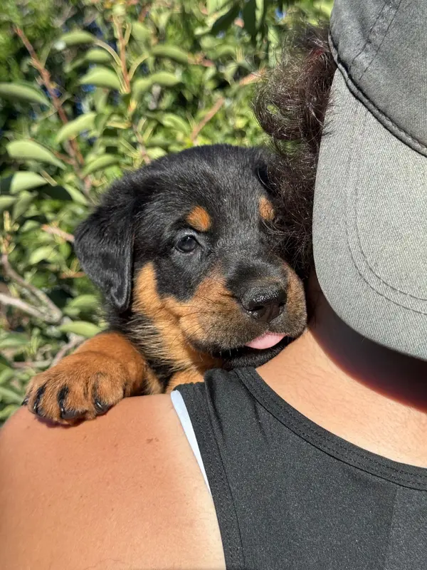 Portée de Beauceron, élevage Du Berceau de Bfamily
