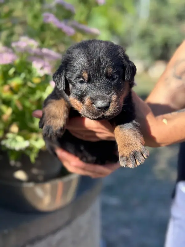 Portée de Beauceron, élevage Du Berceau de Bfamily