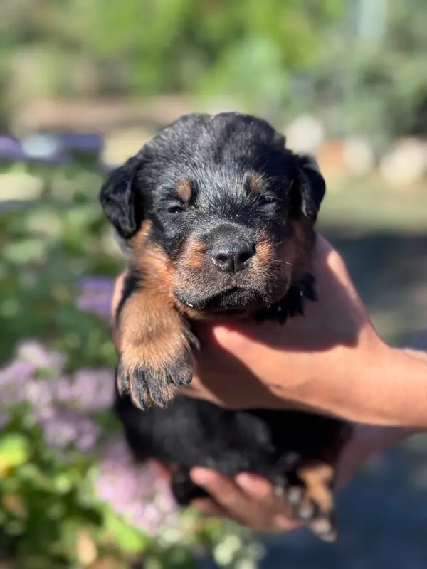 B'twin, collier bleu, noir et feu, Beauceron, élevage Du Berceau de Bfamily