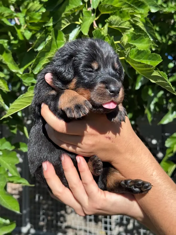 Portée de Beauceron, élevage Du Berceau de Bfamily
