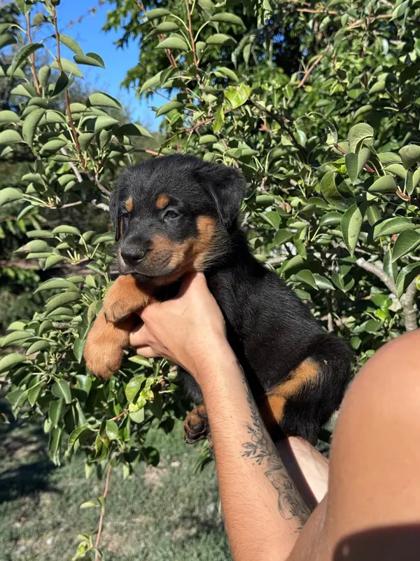 Portée de Beauceron, élevage Du Berceau de Bfamily
