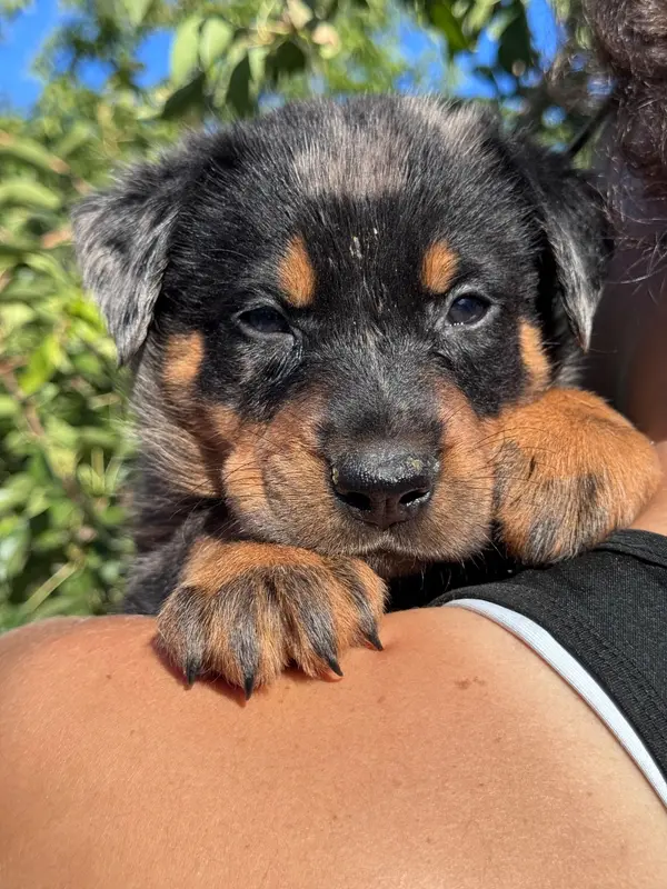 Portée de Beauceron, élevage Du Berceau de Bfamily