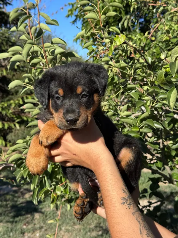 Portée de Beauceron, élevage Du Berceau de Bfamily