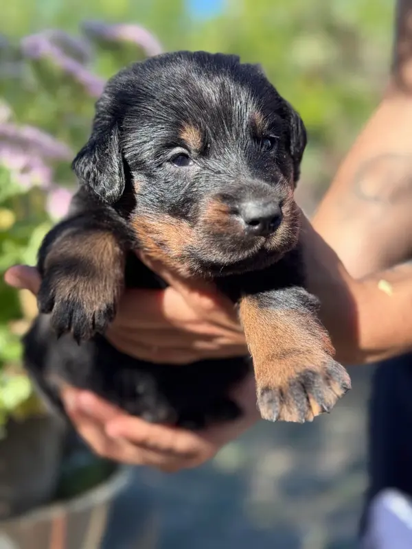 Portée de Beauceron, élevage Du Berceau de Bfamily