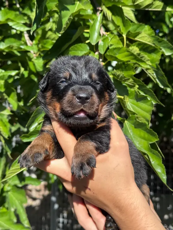 Belmont collier rouge noir et feu, Beauceron, élevage Du Berceau de Bfamily