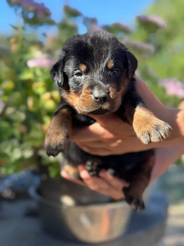 B-ithaque, collier noir, noir et feu, Beauceron, élevage Du Berceau de Bfamily