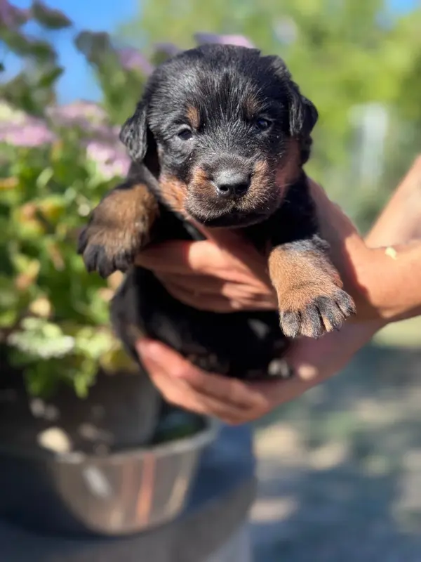 Portée de Beauceron, élevage Du Berceau de Bfamily