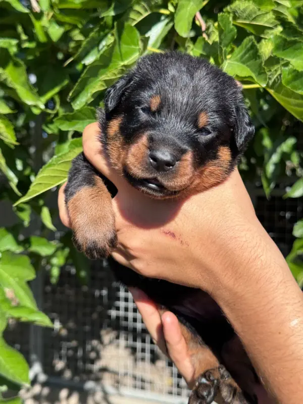 Beverly hills collier violet noire et feu, Beauceron, élevage Du Berceau de Bfamily