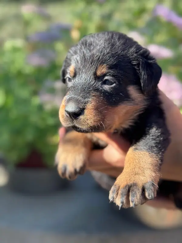 Portée de Beauceron, élevage Du Berceau de Bfamily