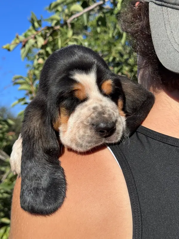 Portée de Basset hound, élevage Du Berceau de Bfamily
