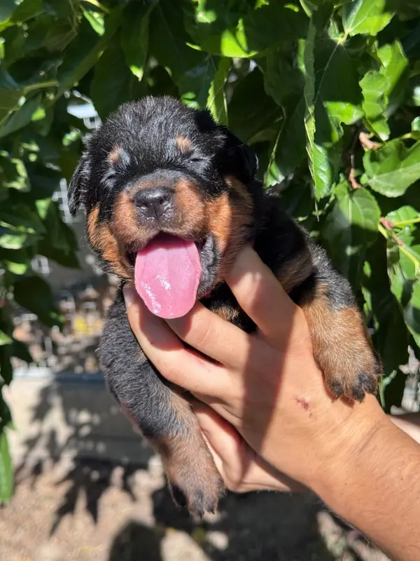 Bixby collier bordeaux noire et feu, Beauceron, élevage Du Berceau de Bfamily