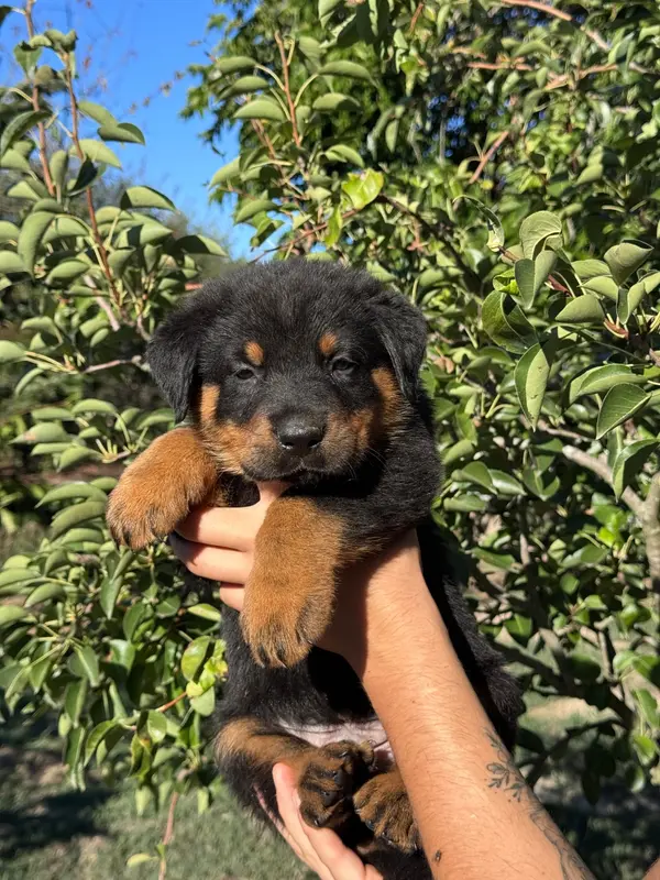 Belzebuth noir et feu collier jaune, Beauceron, élevage Du Berceau de Bfamily
