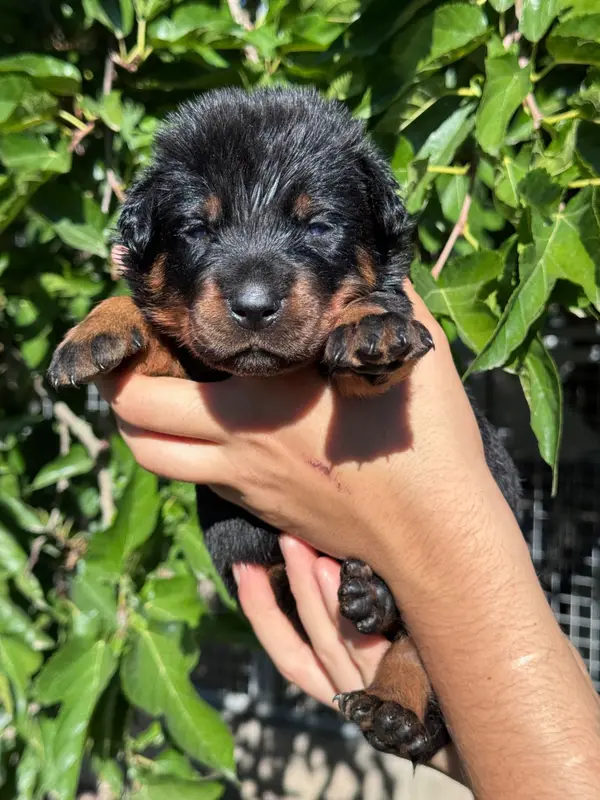 Portée de Beauceron, élevage Du Berceau de Bfamily