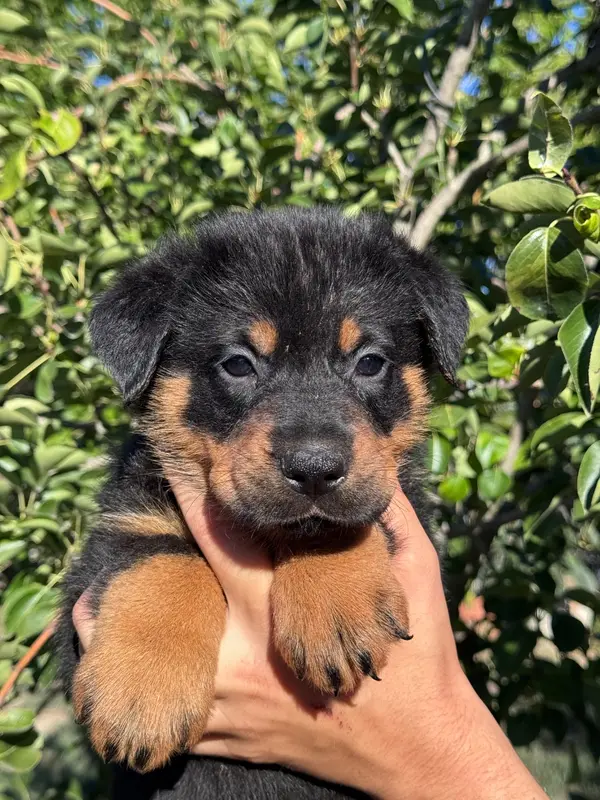 Boxster collier rouge, noir et feu, Beauceron, élevage Du Berceau de Bfamily