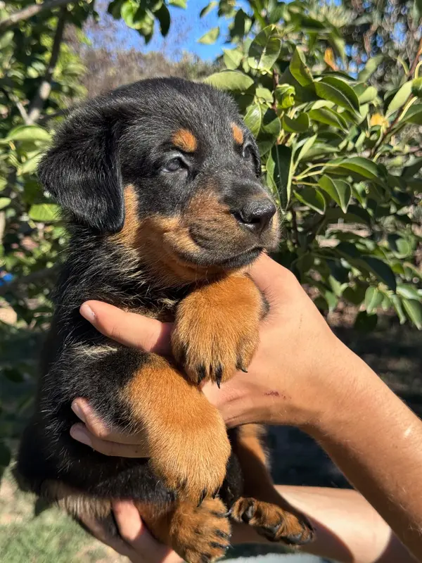 Portée de Beauceron, élevage Du Berceau de Bfamily