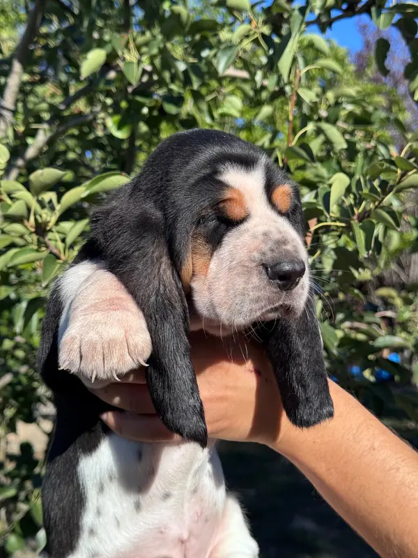 Portée de Basset hound, élevage Du Berceau de Bfamily