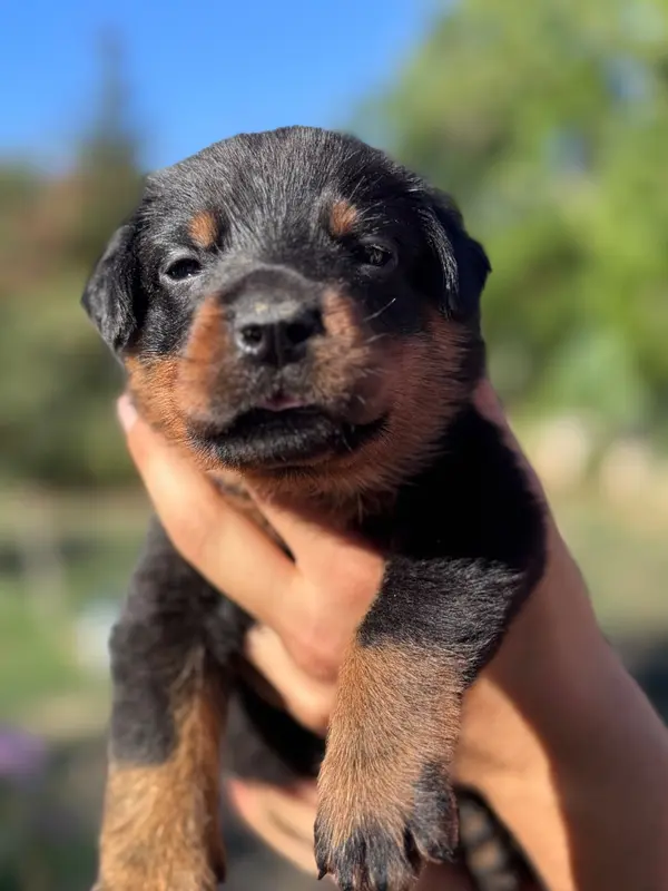Bose, collier rouge, noir et feu, Beauceron, élevage Du Berceau de Bfamily