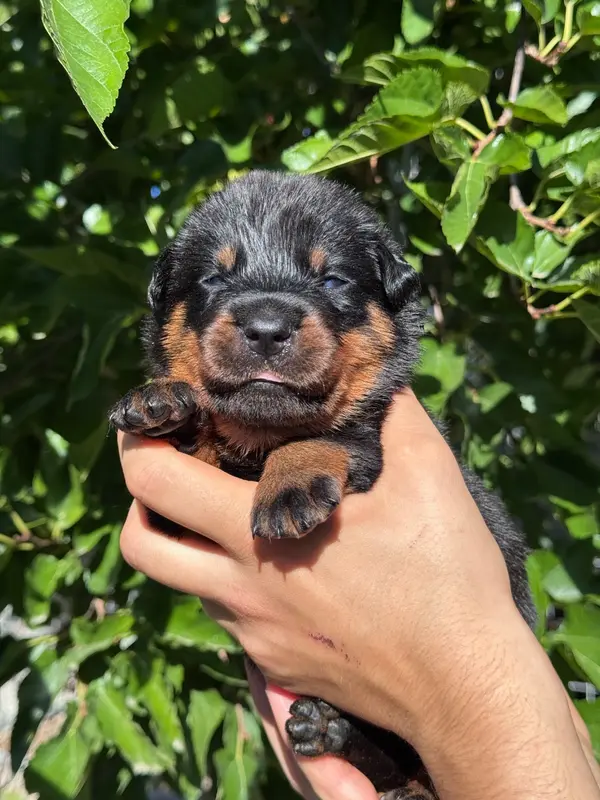 Bellaire collier rose noire et feu, Beauceron, élevage Du Berceau de Bfamily