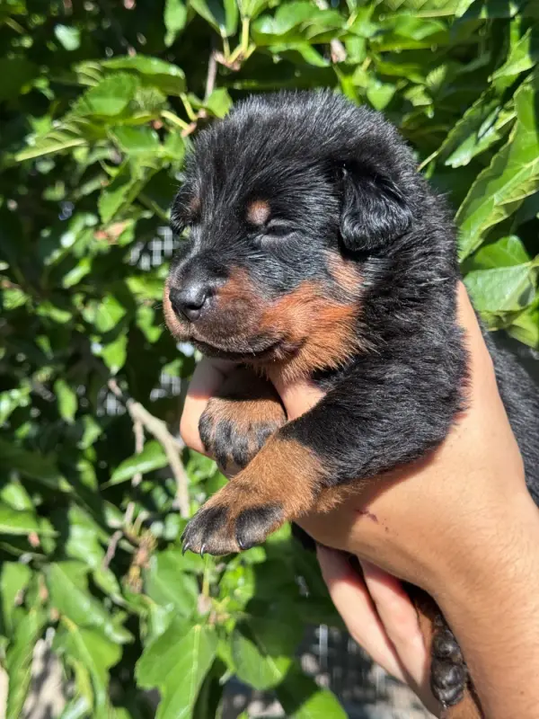 Portée de Beauceron, élevage Du Berceau de Bfamily
