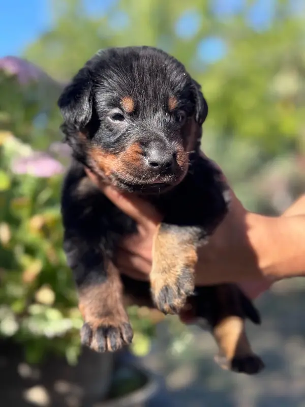 Boiron, collier jaune, noir et feu, Beauceron, élevage Du Berceau de Bfamily