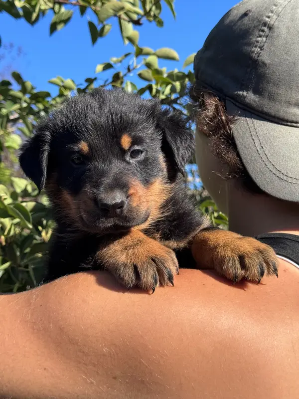 Beatles collier noir, noir et feu, Beauceron, élevage Du Berceau de Bfamily