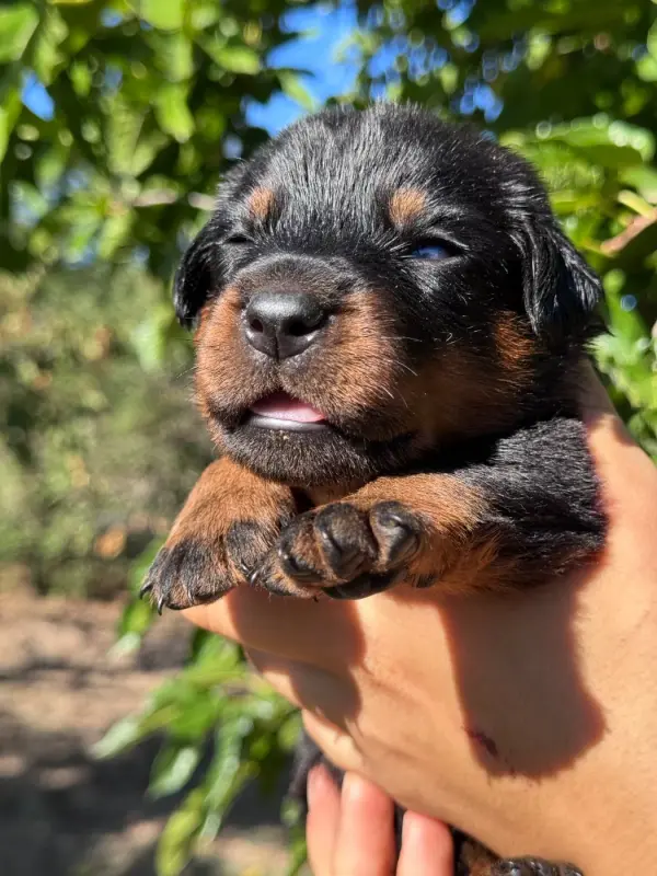 Babou collier gris noir et feu, Beauceron, élevage Du Berceau de Bfamily