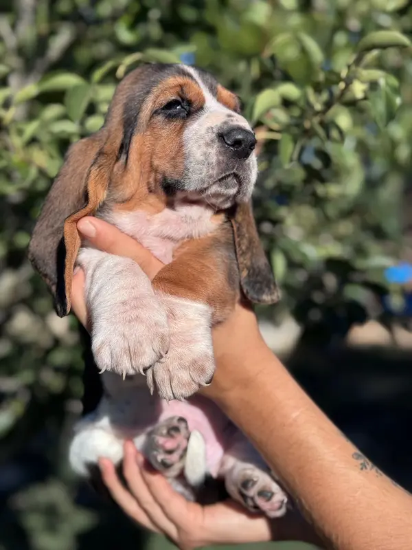 Portée de Basset hound, élevage Du Berceau de Bfamily