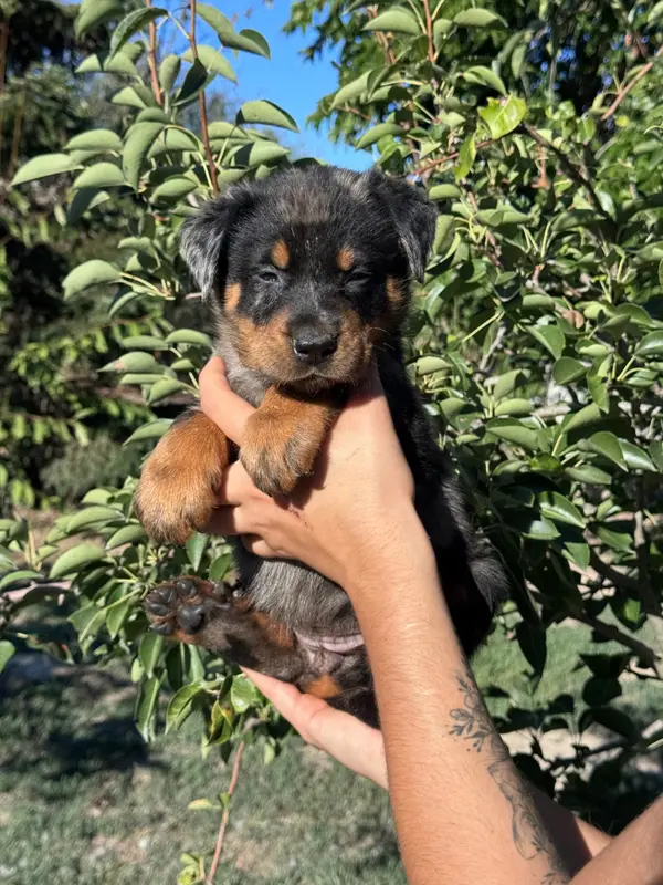 Portée de Beauceron, élevage Du Berceau de Bfamily