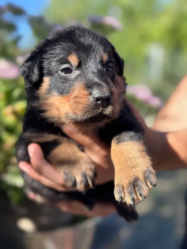 Portée de Beauceron, élevage Du Berceau de Bfamily