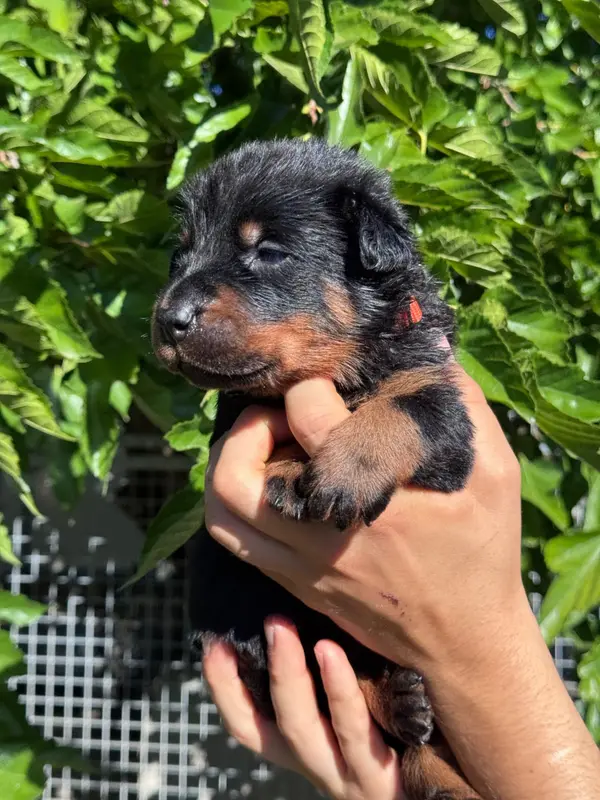 Portée de Beauceron, élevage Du Berceau de Bfamily