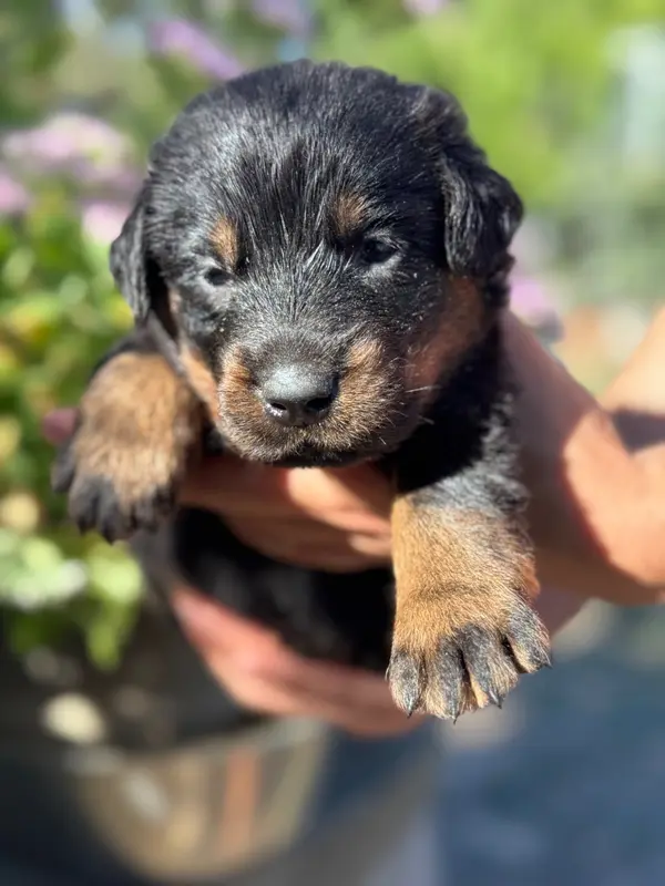 Portée de Beauceron, élevage Du Berceau de Bfamily