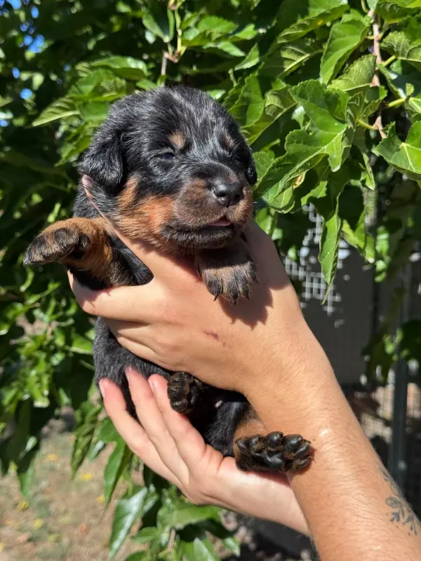 Portée de Beauceron, élevage Du Berceau de Bfamily