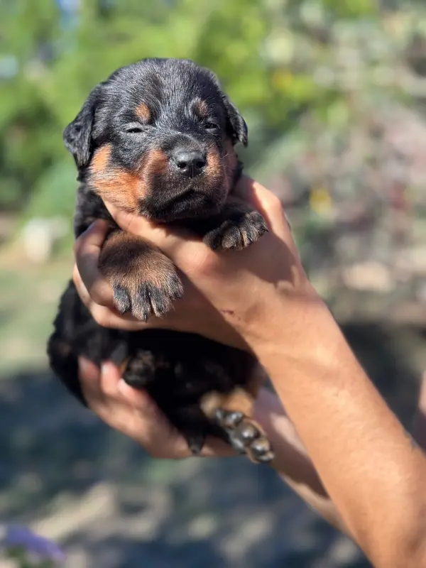 Babybel, collier rose, noire et feu, Beauceron, élevage Du Berceau de Bfamily