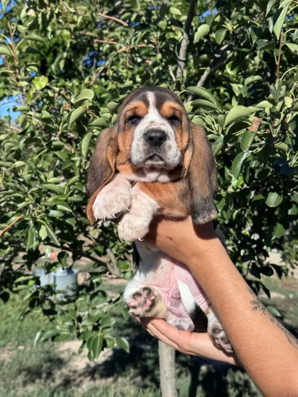 Portée de Basset hound, élevage Du Berceau de Bfamily