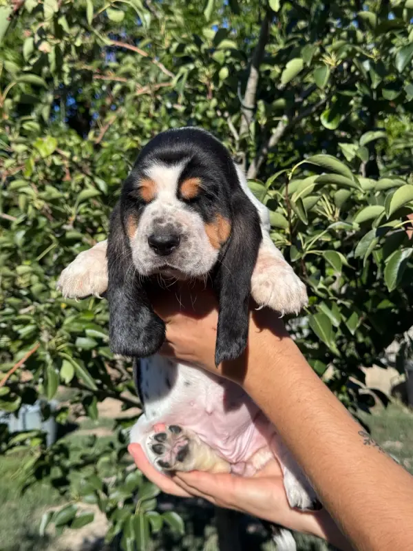 Portée de Basset hound, élevage Du Berceau de Bfamily