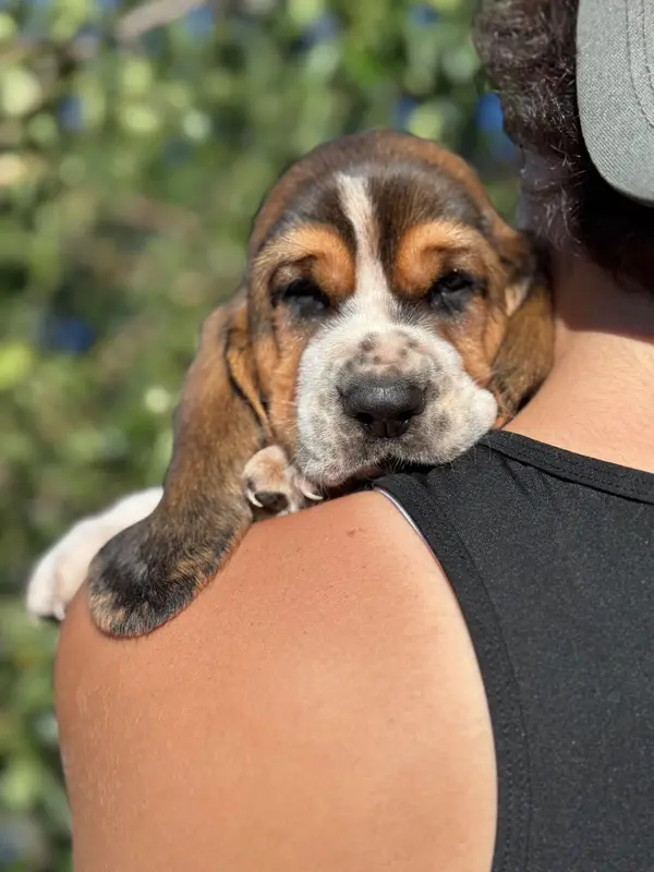 Portée de Basset hound, élevage Du Berceau de Bfamily