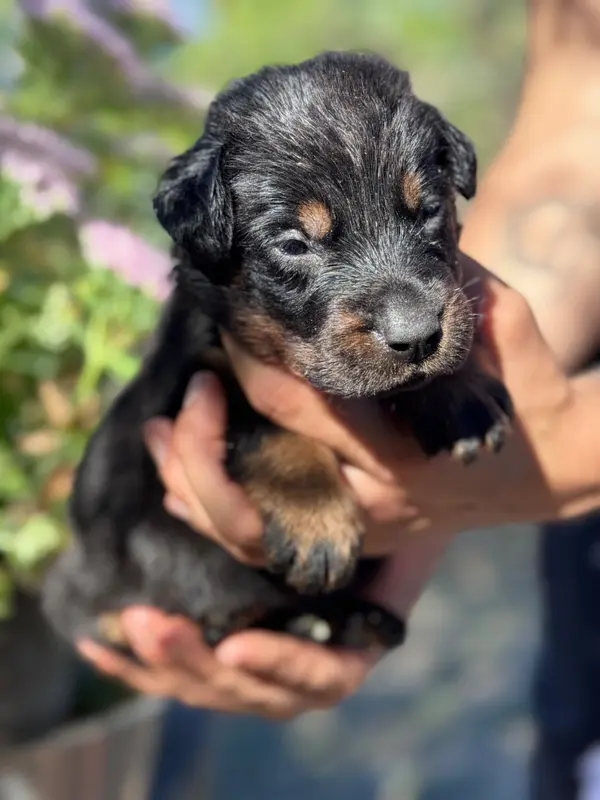 BMW, collier vert, noir et feu, Beauceron, élevage Du Berceau de Bfamily