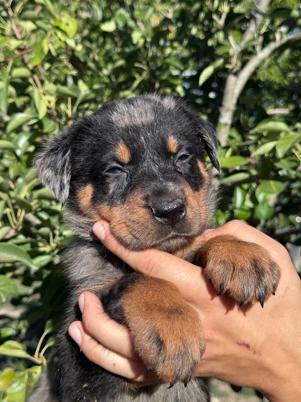 Portée de Beauceron, élevage Du Berceau de Bfamily