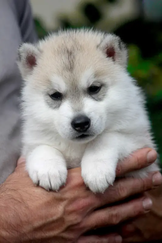 Chiot, Husky sibérien, élevage Des Sarmentins