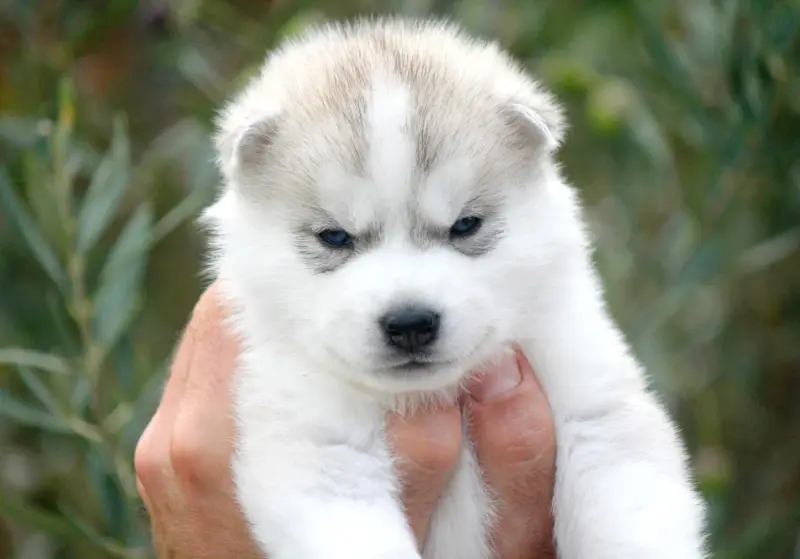 Chiot, Husky sibérien, élevage Des Sarmentins