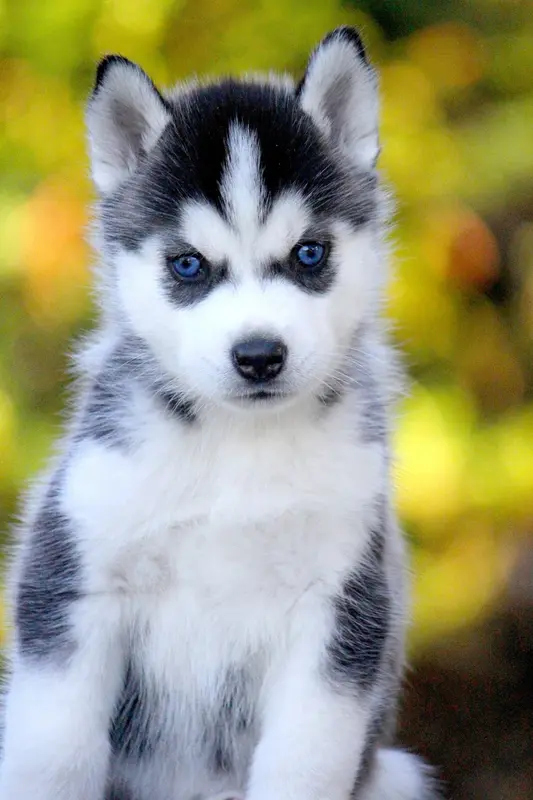Chiot, Husky sibérien, élevage Des Sarmentins