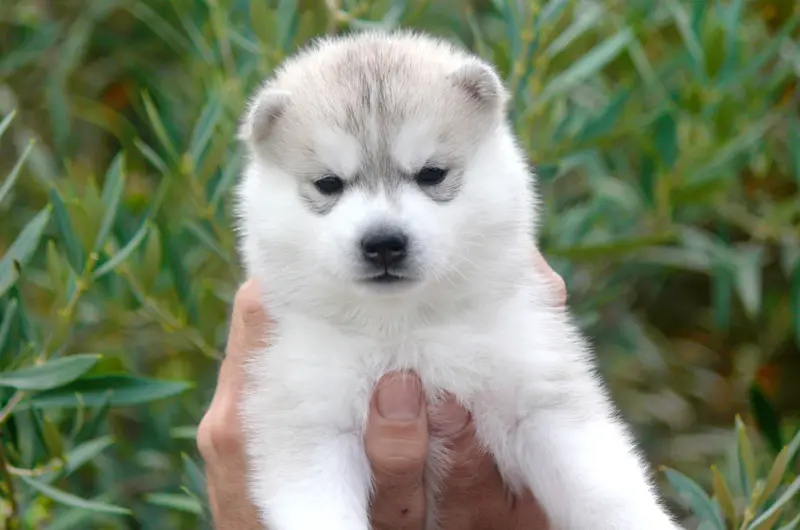 Portée de Husky sibérien, élevage Des Sarmentins