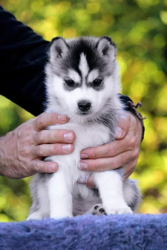 Chiot, Husky sibérien, élevage Des Sarmentins