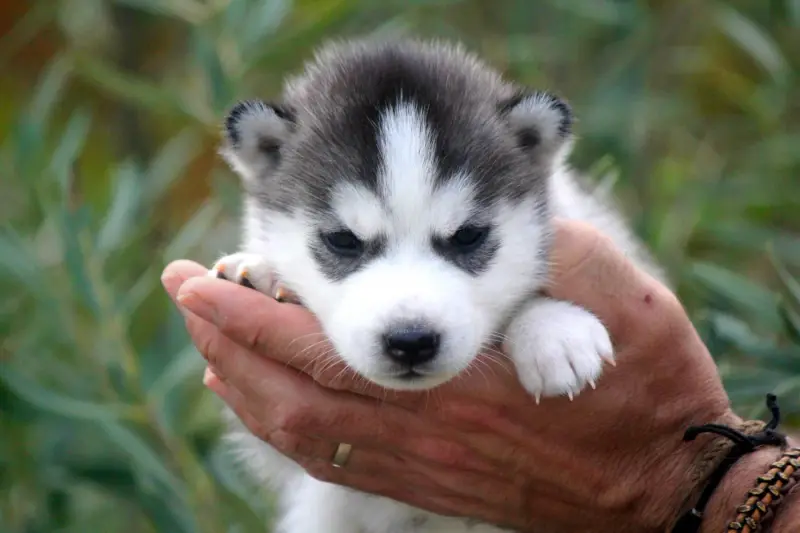 Chiot, Husky sibérien, élevage Des Sarmentins