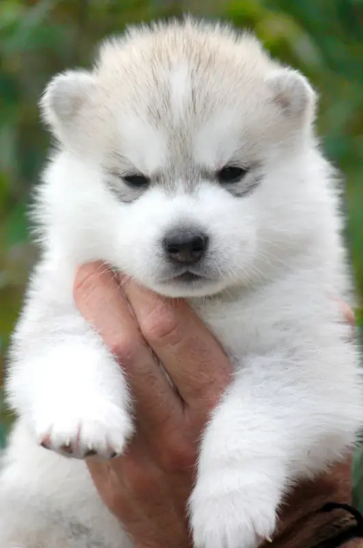 Portée de Husky sibérien, élevage Des Sarmentins