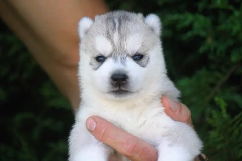 Portée de Husky sibérien, élevage Des Sarmentins