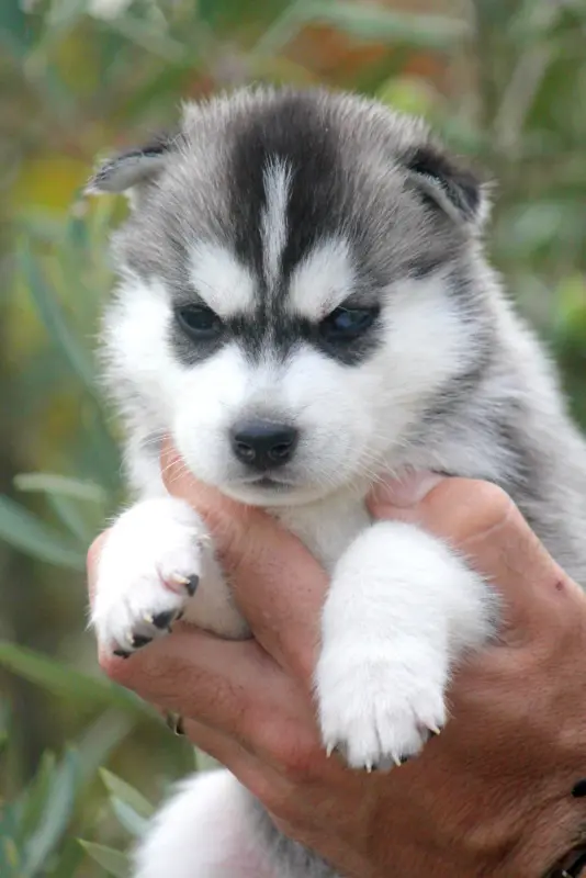 Chiot, Husky sibérien, élevage Des Sarmentins