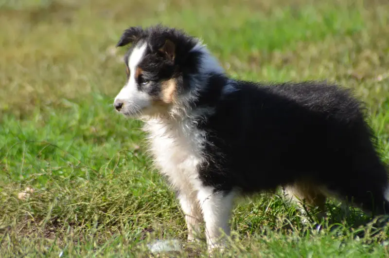 Chiot, Berger des Shetland, élevage Des Lutins de Cassiopee