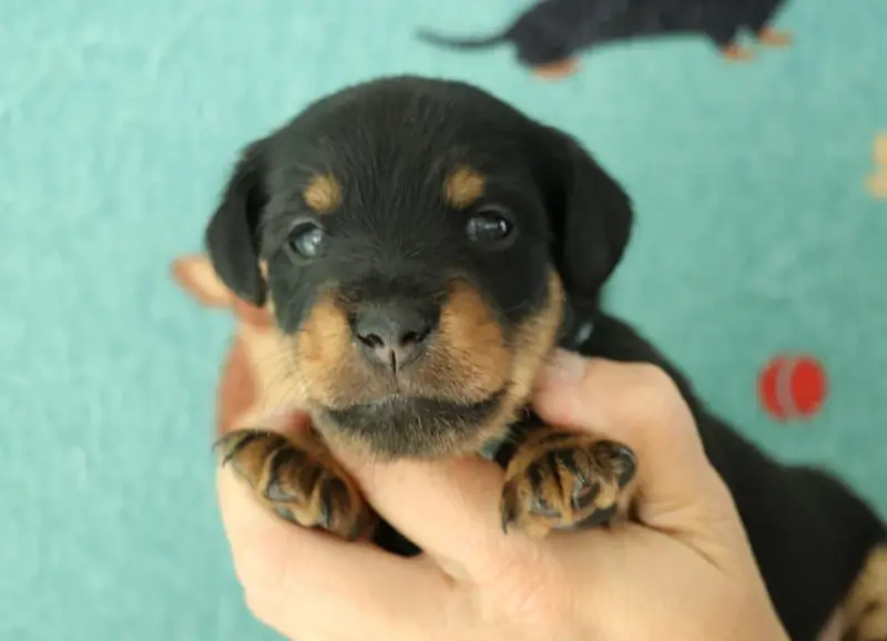 Blue - Male noir et feu, Jagdterrier, élevage De Pech et Catmalou